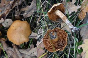 Cortinarius cinnamomeus__ Паутинник коричный Клим окт 16 3.jpg