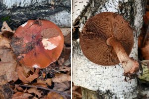 Cortinarius orellanus__ Паутинник оранжево-красный__ Клим окт 16 1.jpg