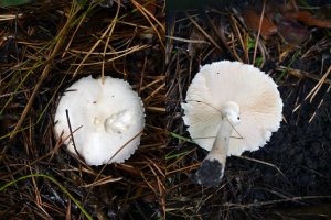 Lepiota alba__ erminea__ Волжский сент 16.jpg