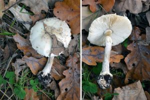 Lepiota alba__ erminea__ Климовка окт 16 1.jpg