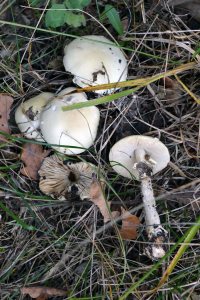 Lepiota alba__ erminea__ Климовка окт 16.jpg