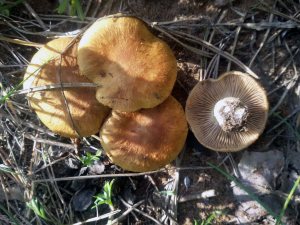 Tricholoma vaccinum__ Рядовка бородатая__ Тольятти АМ май 2016.jpg