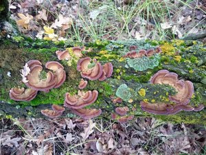 Trametes versicolor__ Траметес разноцветный__ дб 2016 сент Ставропольский бор.jpg