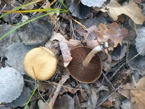 Entoloma__ X2 2016 окт Ставропольский бор.jpg