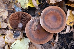 Inocybe X2 Клим окт 16.jpg