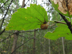 Крестовик мраморный пирамидатный - Araneus marmoreus piramidatus (1).JPG