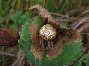 Крестовик мраморный пирамидатный - Araneus marmoreus piramidatus (4).jpg