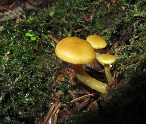 Tricholomopsis¬_sulfureoides_NND 20150629-2.JPG