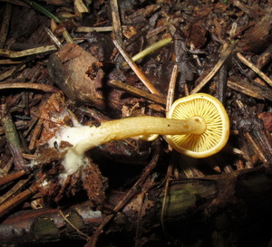 Tricholomopsis¬_sulfureoides_NND 20150629-4.JPG