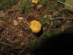 Tricholomopsis¬_sulfureoides_NND 20150704-2.JPG