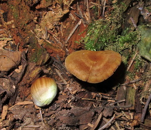 Tricholomopsis¬_sulfureoides_NND 20150817-11.JPG