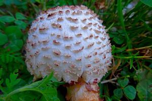 Leucoagaricus_ americanus_KSM_20160714_02.JPG