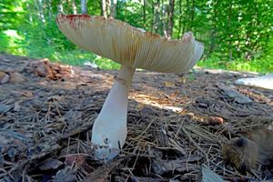 Leucoagaricus_ americanus_KSM_20160718_01.JPG