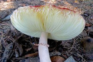 Leucoagaricus_ americanus_KSM_20160718_02.JPG