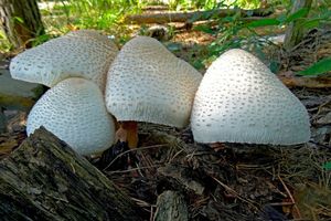 Leucoagaricus_ americanus_KSM_20160718_05.JPG