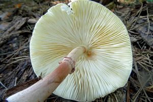 Leucoagaricus_ americanus_KSM_20160718_07.JPG