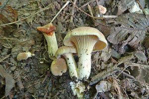 Cantharellus_ferruginascens_KSM_20160727_03.JPG