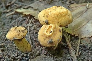 Cantharellus_ferruginascens_KSM_20160727_04.JPG