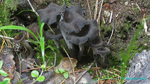 Craterellus_cornucopioides_KYI_20160723_01.jpg