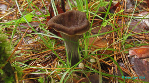 Craterellus_cornucopioides_KYI_20160803_03.jpg