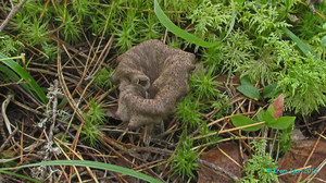 Craterellus_cornucopioides_KYI_20160814_11.jpg