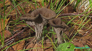 Craterellus_cornucopioides_KYI_20160814_15.jpg