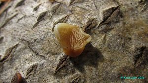 Crepidotus_mollis_KYI_20160608_06.jpg