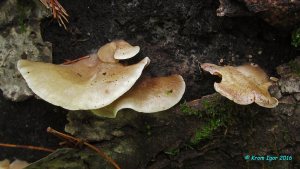 Crepidotus_mollis_KYI_20160608_07.jpg