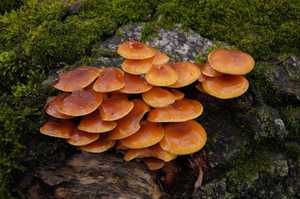 Flammulina_velutipes_PSA_20161130-08.jpg