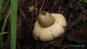 Geastrum_fimbriatum_KYI_20160803_01.jpg