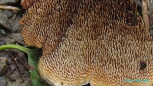 Hydnellum_aurantiacum_KYI_20160726_14.jpg