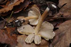 Inocybe_asterospora_PSA_20161023-02.jpg