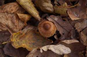 Inocybe_asterospora_PSA_20161109-01.jpg