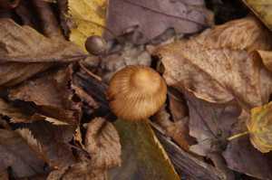 Inocybe_asterospora_PSA_20161109-03.jpg