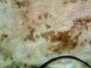 Inocybe_asterospora_PSA_20161110-01.jpg