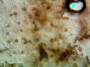 Inocybe_asterospora_PSA_20161110-02.jpg