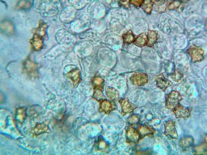 Inocybe_asterospora_PSA_20161110-04.jpg