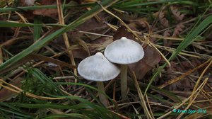 Inocybe_geophylla_KYI_20160918_04.jpg