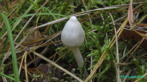 Inocybe_geophylla_KYI_20160918_05.jpg