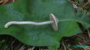 Inocybe_geophylla_KYI_20160918_06.jpg