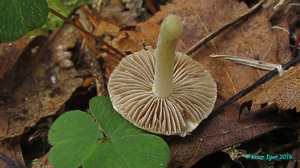 Inocybe_geophylla_KYI_20160921_08.jpg