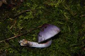 Inocybe_geophylla_PSA_20161125-02.jpg