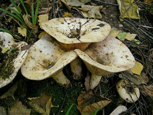 Lactarius_controversus_AYV_20120915_03.jpg