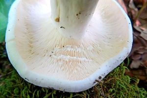 Lactifluus_glaucescens_KSM_20140714_01.JPG