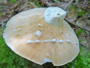 Lactifluus_glaucescens_KSM_20160709_01.JPG