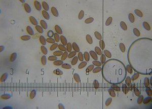 Leratiomyces_magnivelaris_KYI_20160525_12.jpg