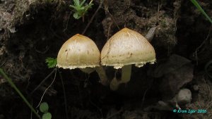 Leratiomyces_magnivelaris_KYI_20160602_03.jpg