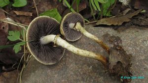 Leratiomyces_magnivelaris_KYI_20160602_07.jpg