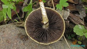 Leratiomyces_magnivelaris_KYI_20160602_08.jpg