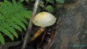 Leratiomyces_magnivelaris_KYI_20160613_04.jpg